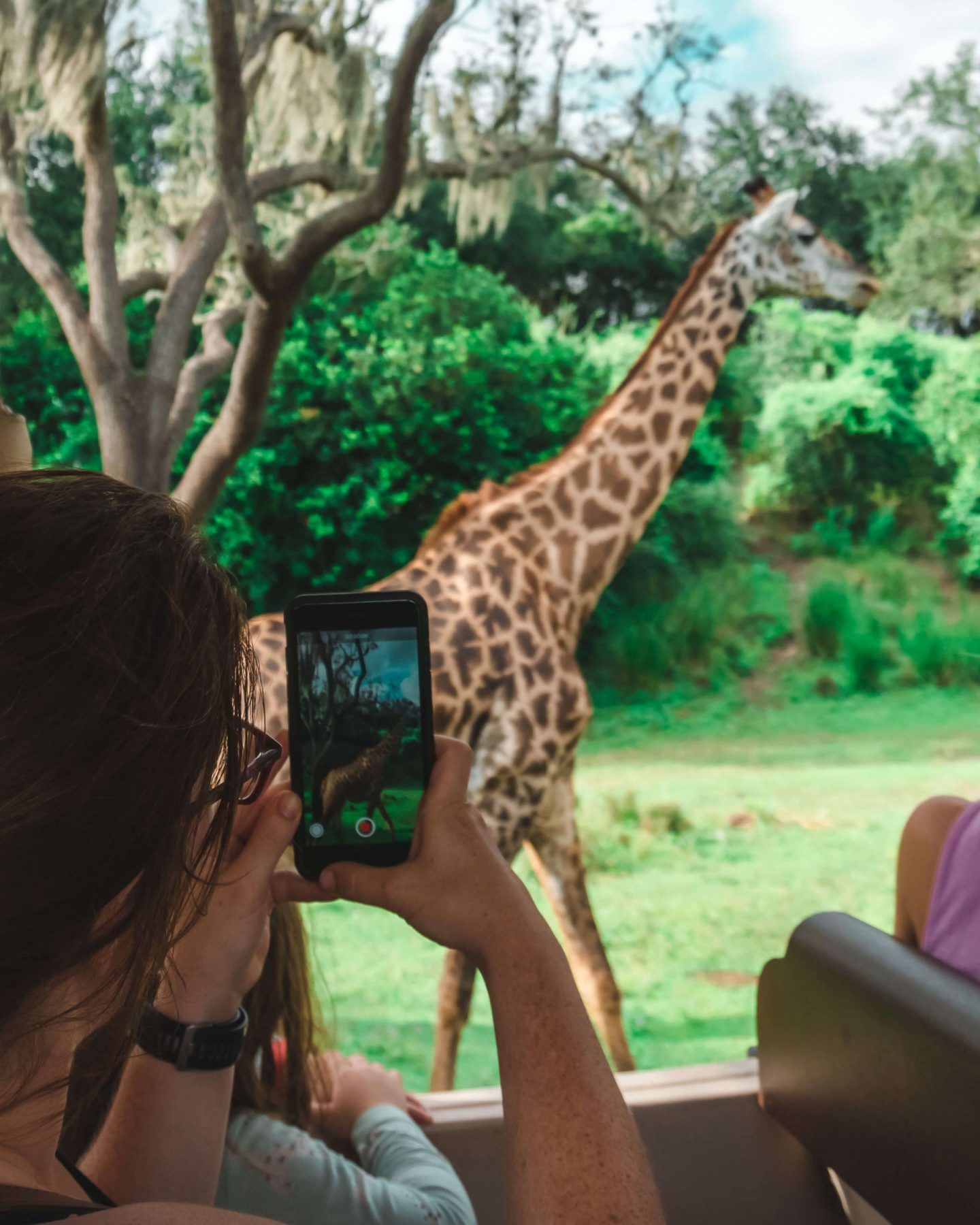 animal kingdom safari giraffe