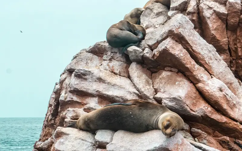 Paracas Seals